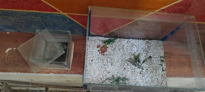fish aquarium for sale by one get one free