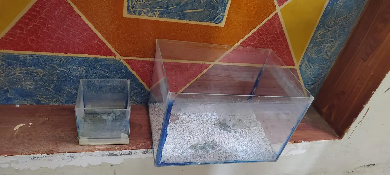 fish aquarium for sale by one get one free — photo 3