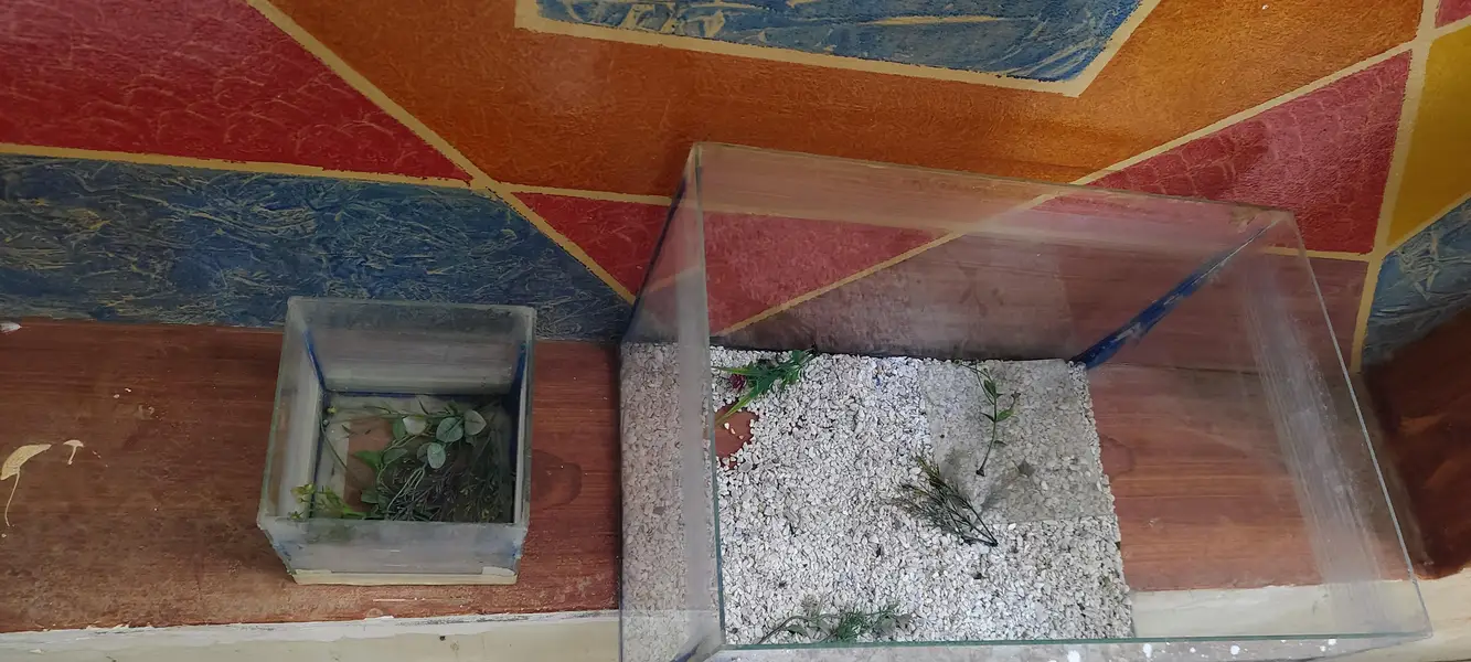 fish aquarium for sale by one get one free — photo 4