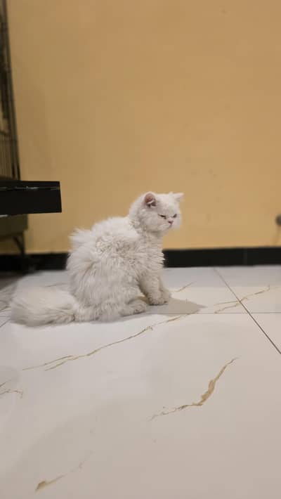 persian triple coat urgent sale really urgent