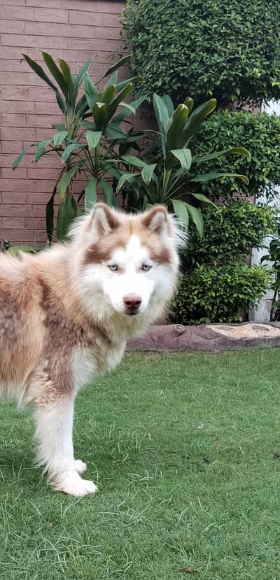 1 year and 4 months old  , #healthy, #vaccinated and adorable