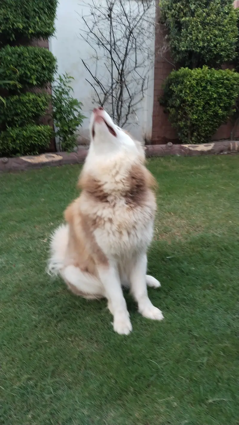 1 year and 4 months old  , #healthy, #vaccinated and adorable — photo 3