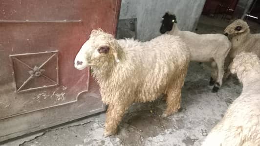goats age 3 month
