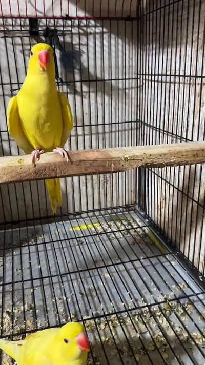 Yellow chicks