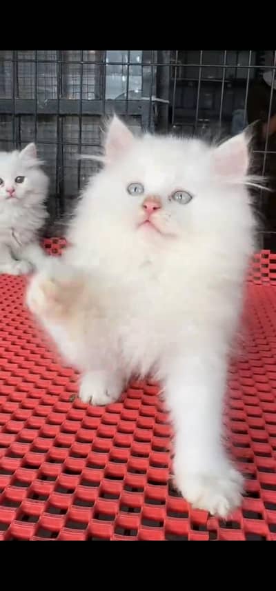 Quality Persian Punch face cat & kittens 03495425573 WhatsApp