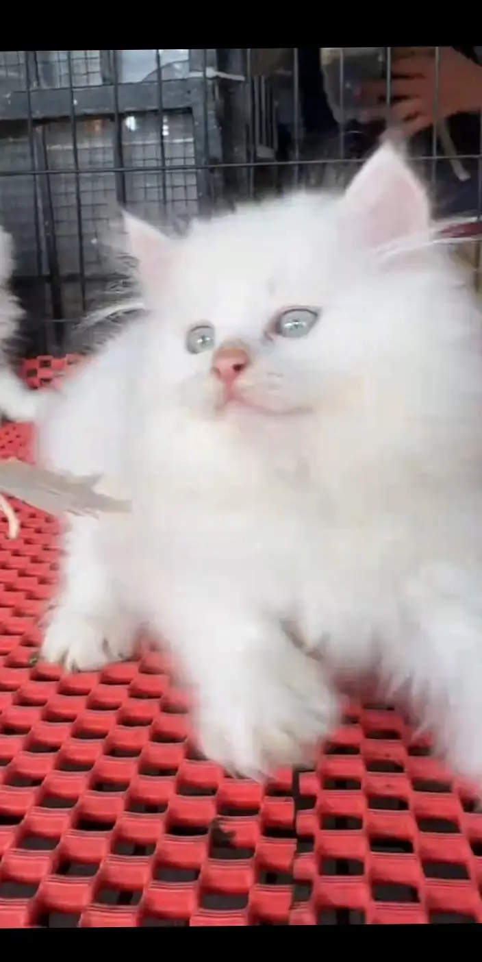 Quality Persian Punch face cat & kittens 03495425573 WhatsApp — photo 2