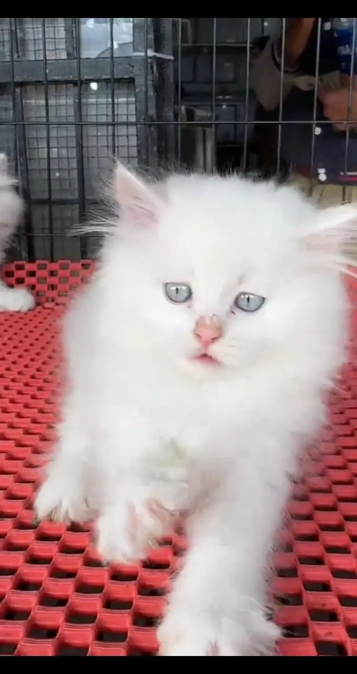 Quality Persian Punch face cat & kittens 03495425573 WhatsApp — photo 3