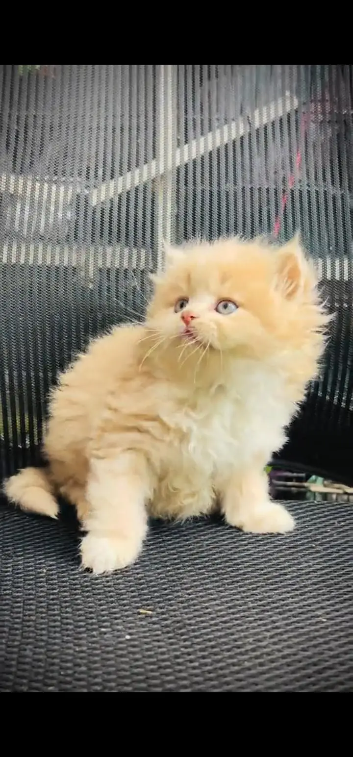 Quality Persian Punch face cat & kittens 03495425573 WhatsApp — photo 3