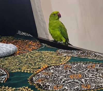 Green Ring neck self Chick