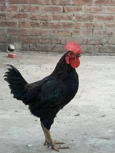 Australorp