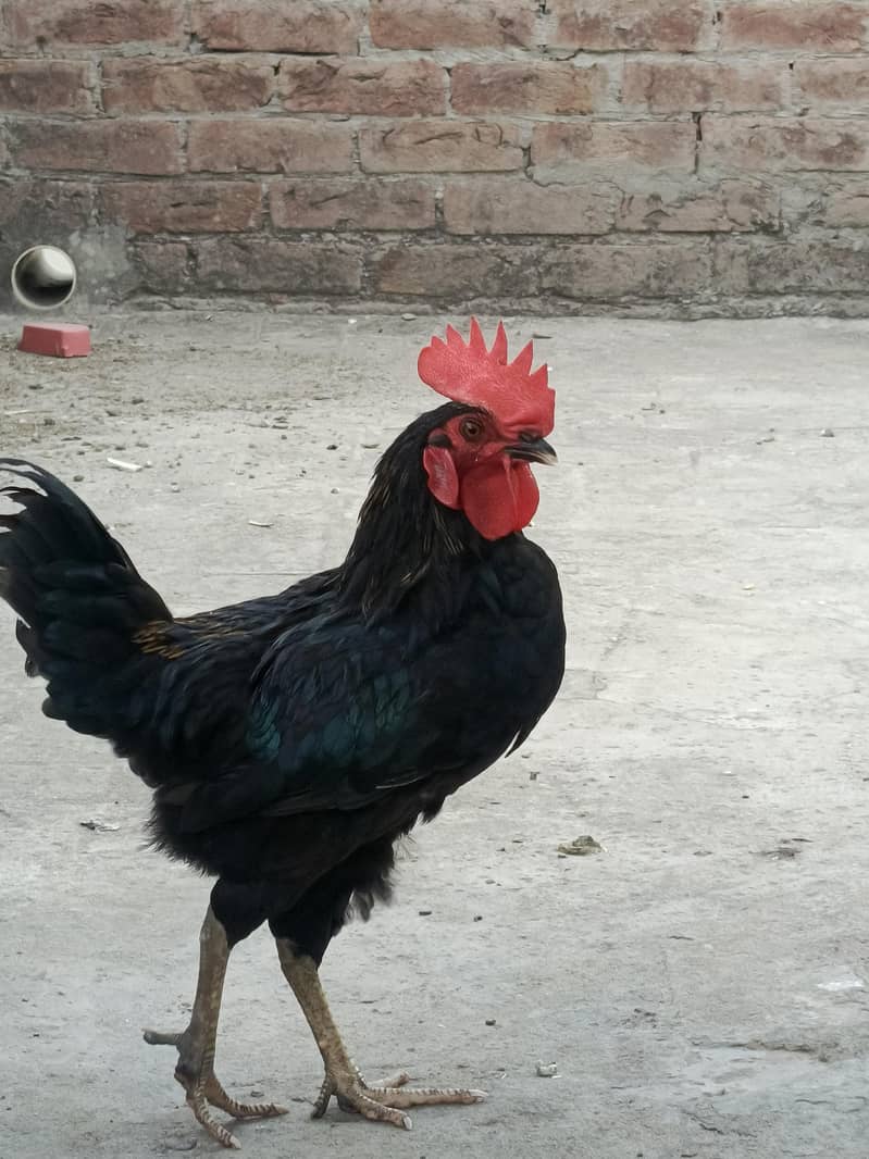 Australorp 1