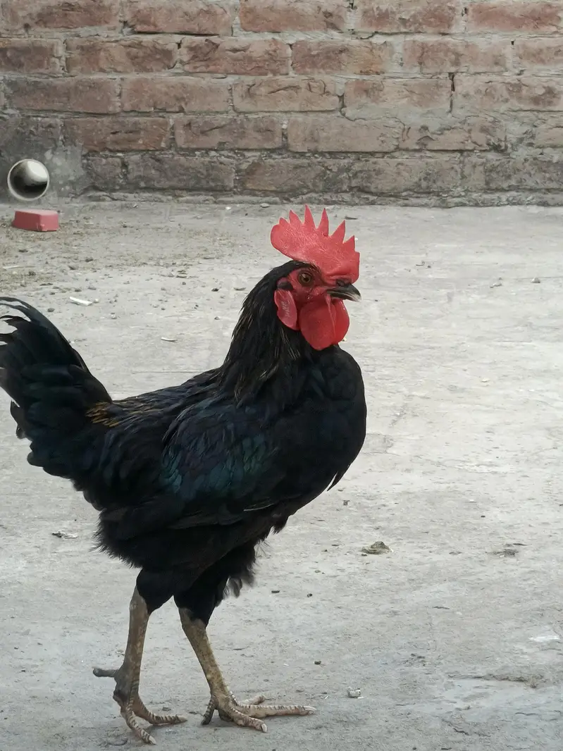 Australorp — photo 2