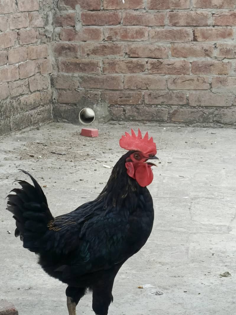 Australorp 2