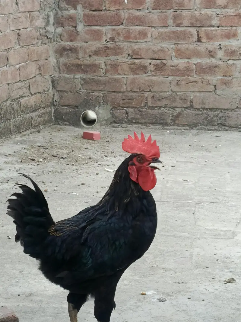 Australorp — photo 3
