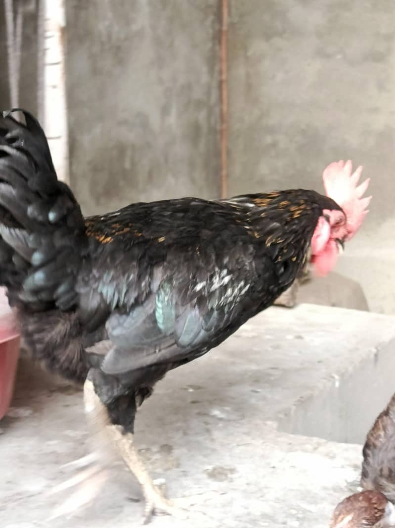 Australorp 3