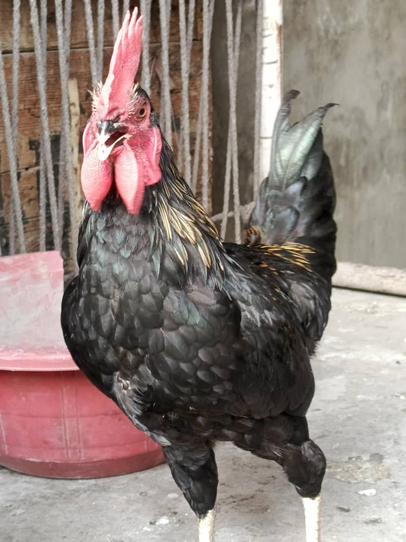 Australorp 4