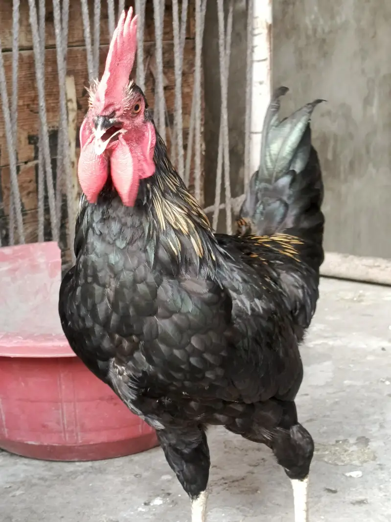 Australorp — photo 5
