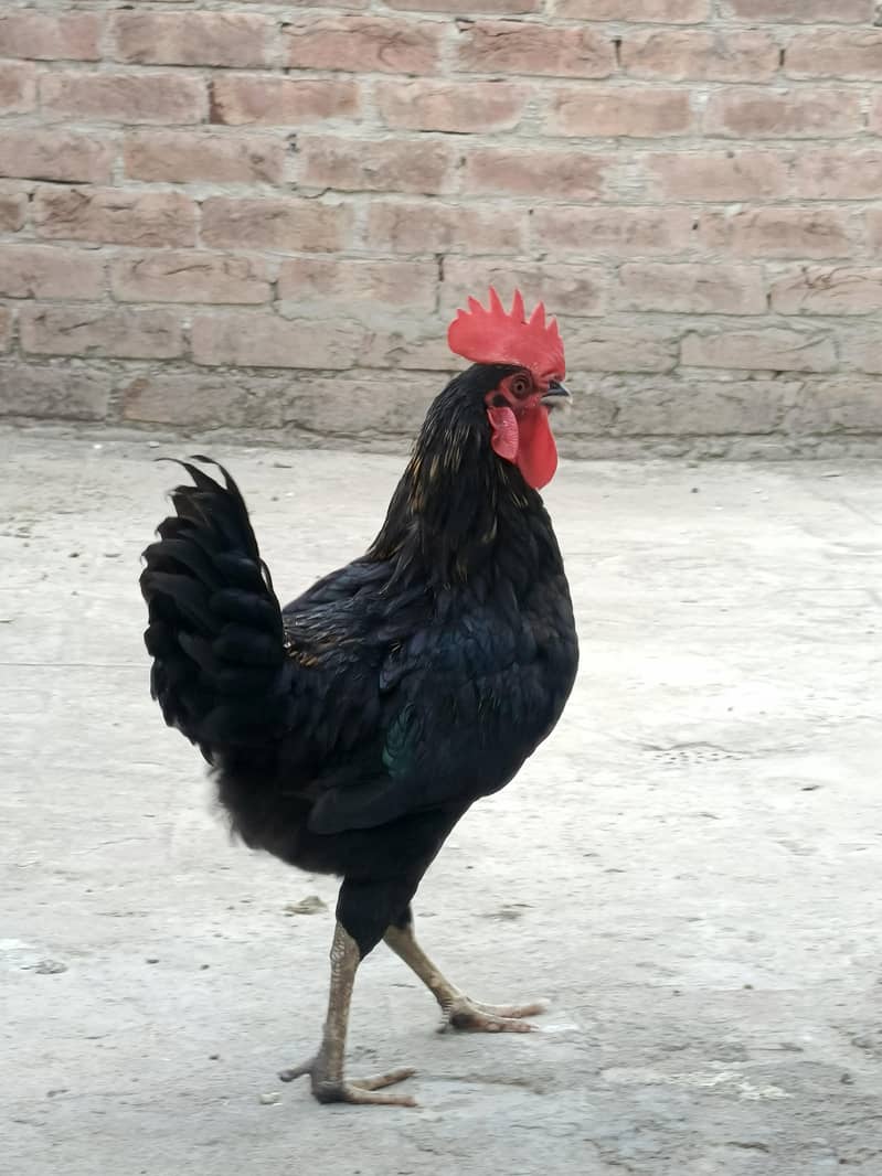 Australorp 5