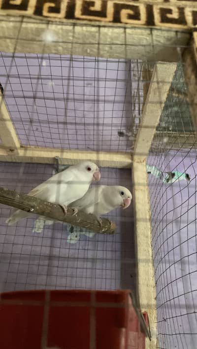 red eyes pinjra sth anda otarna wla 3800 kam kr kyn ga