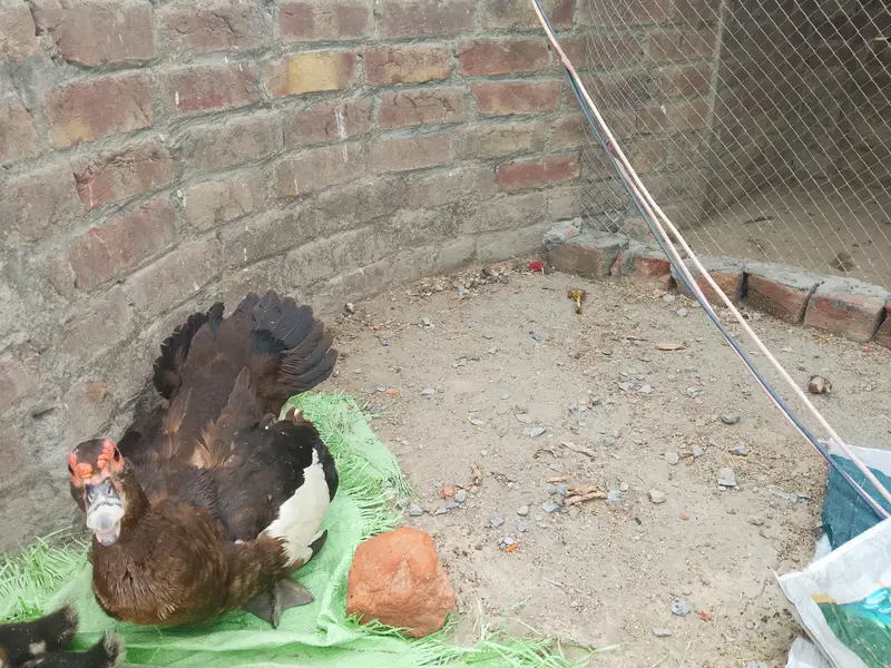 Muscovy duck 