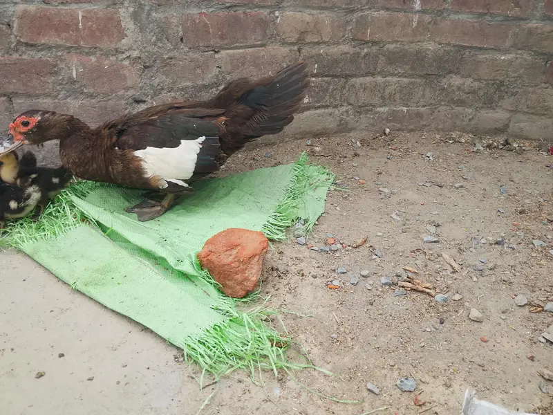 Muscovy duck  — photo 2