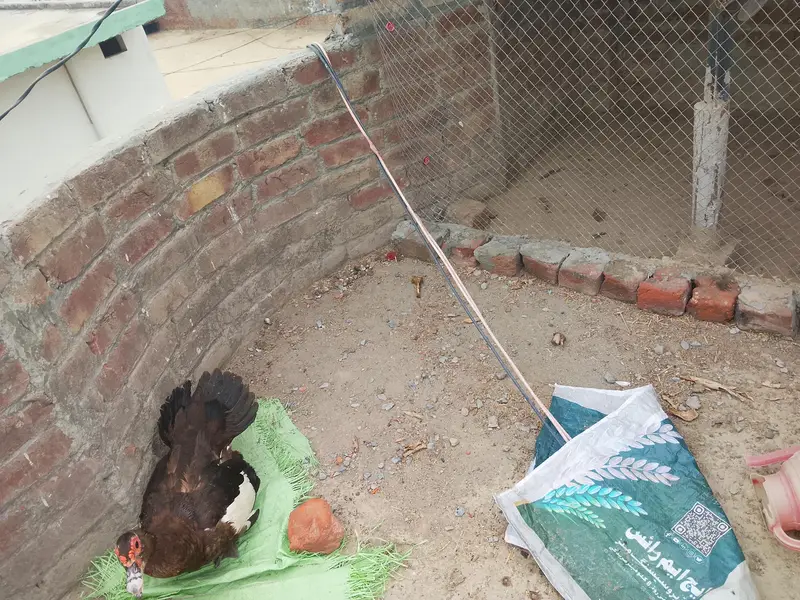 Muscovy duck  — photo 3