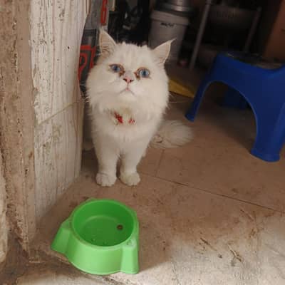 For Sale Hy Pure Nasli Hai Persian
