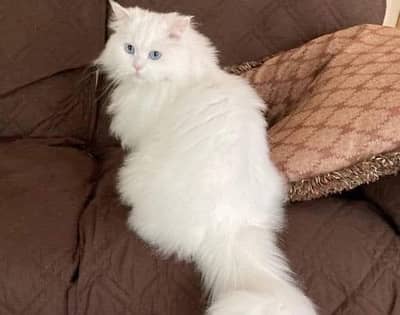 Persian blue eyes kitten  triple coated available for sale