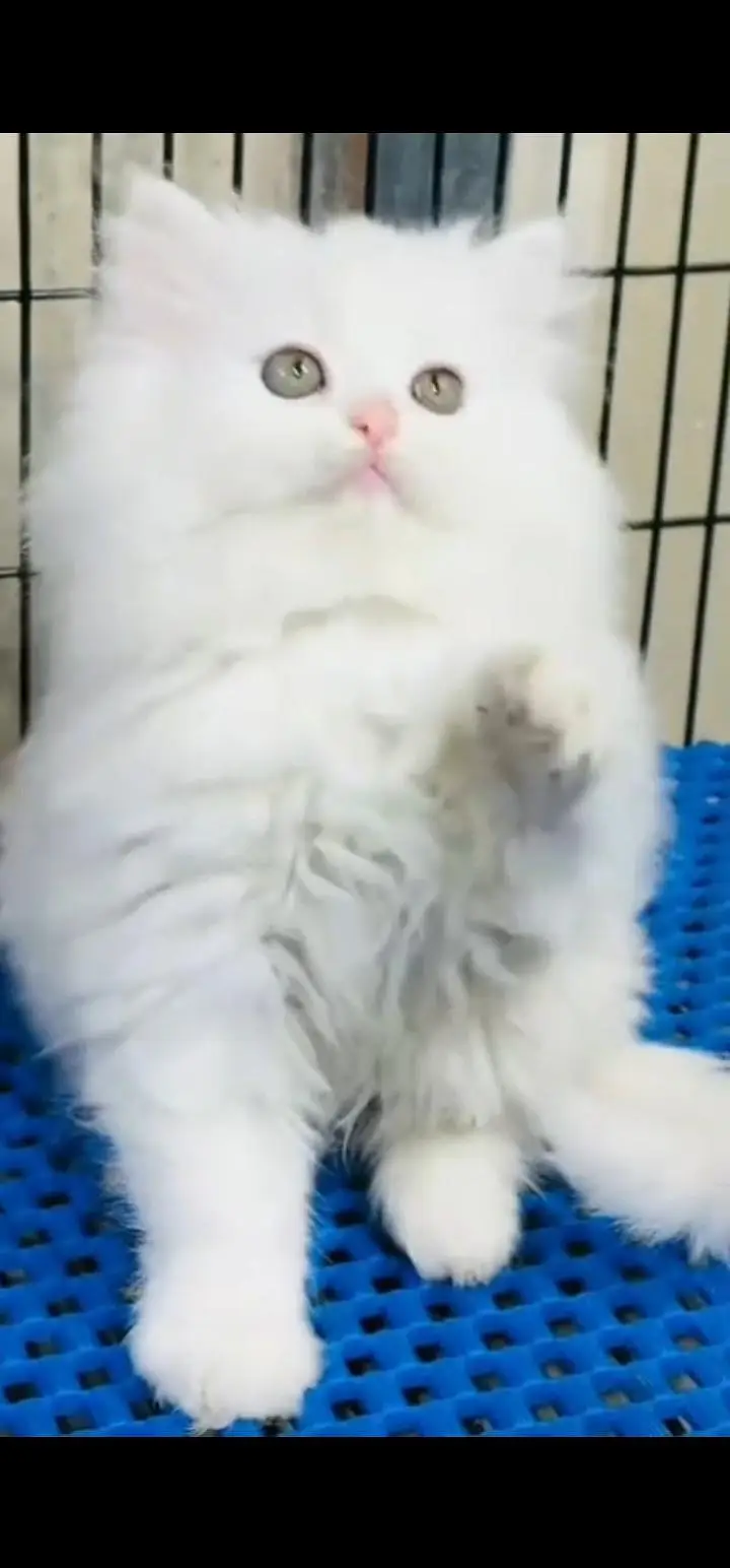 Quality Persian Punch face cat & kittens 03495425573 WhatsApp — photo 3