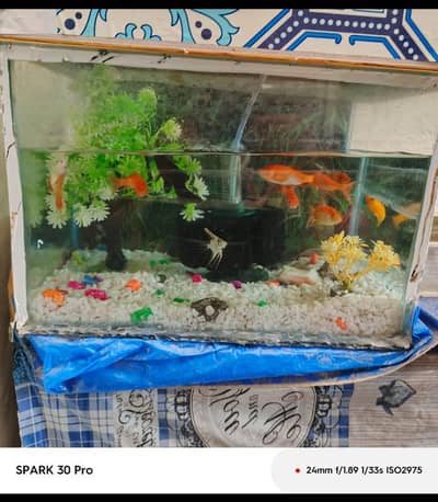 fish for sale tti road nawababad