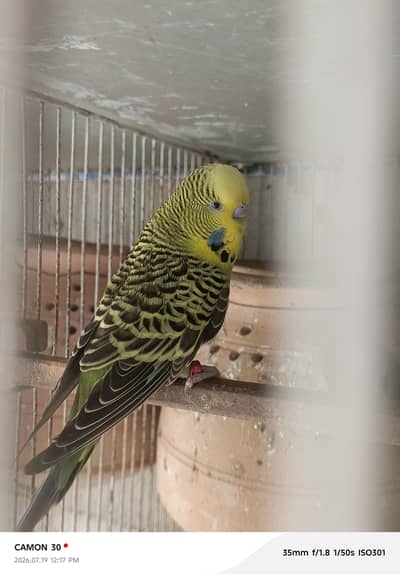 kingsize & undersize budgies