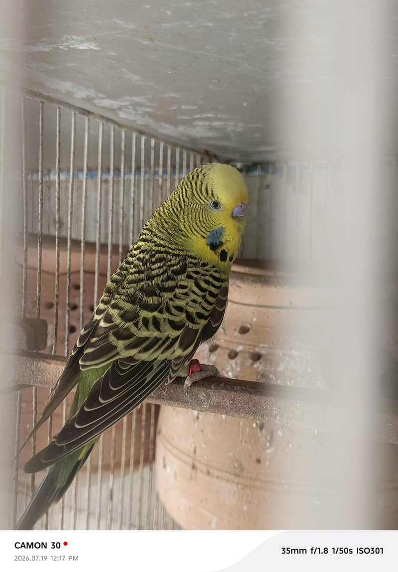 kingsize & undersize budgies 0