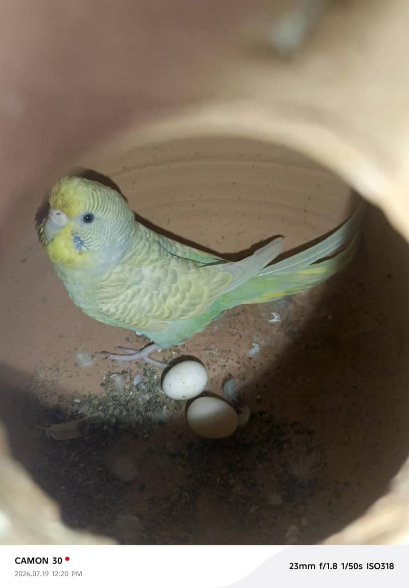 kingsize & undersize budgies 1