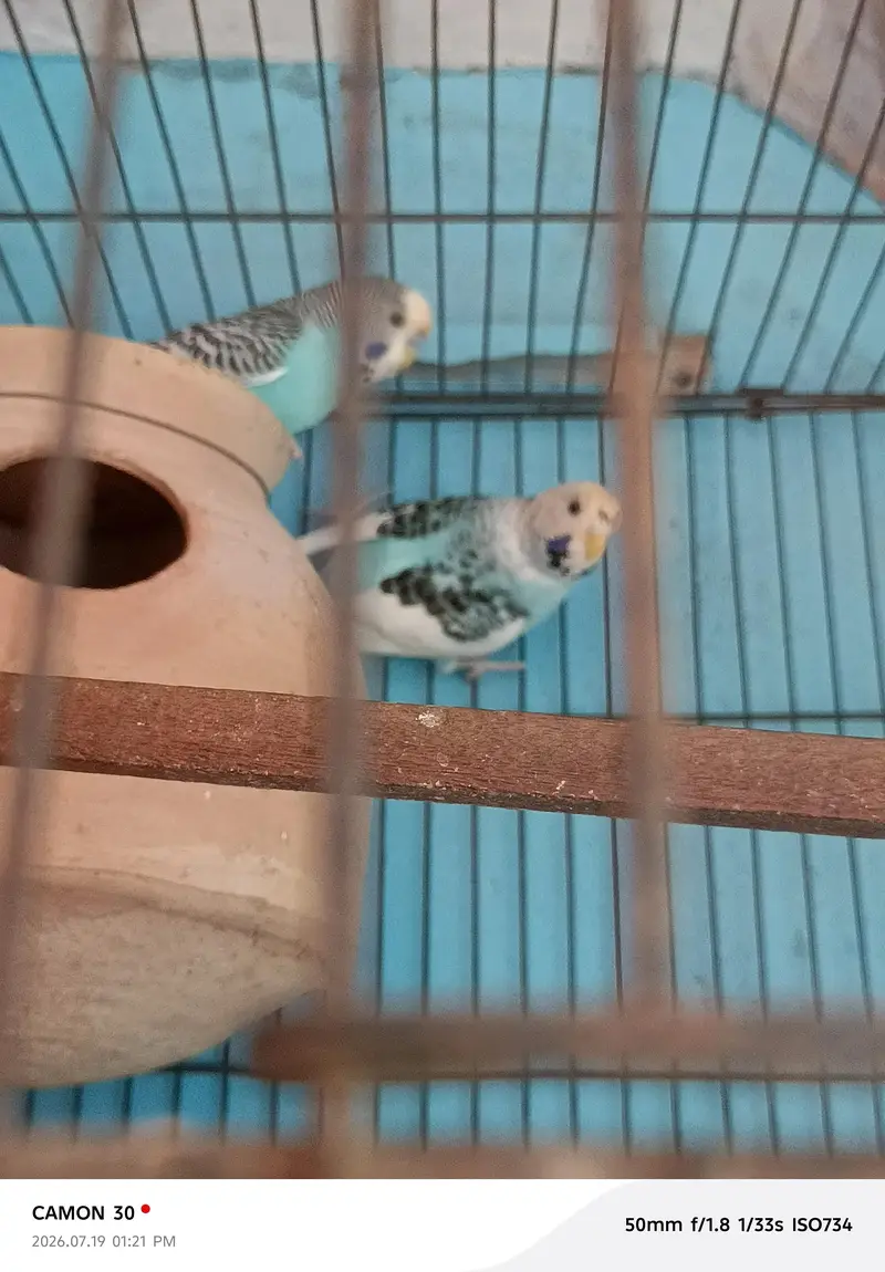 kingsize & undersize budgies — photo 3