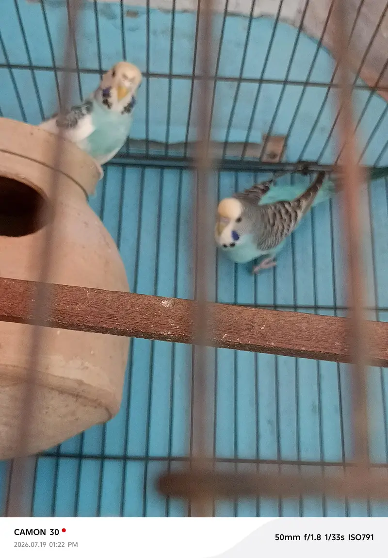 kingsize & undersize budgies — photo 4