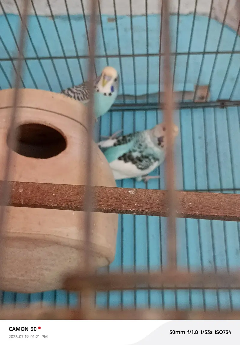 kingsize & undersize budgies — photo 5
