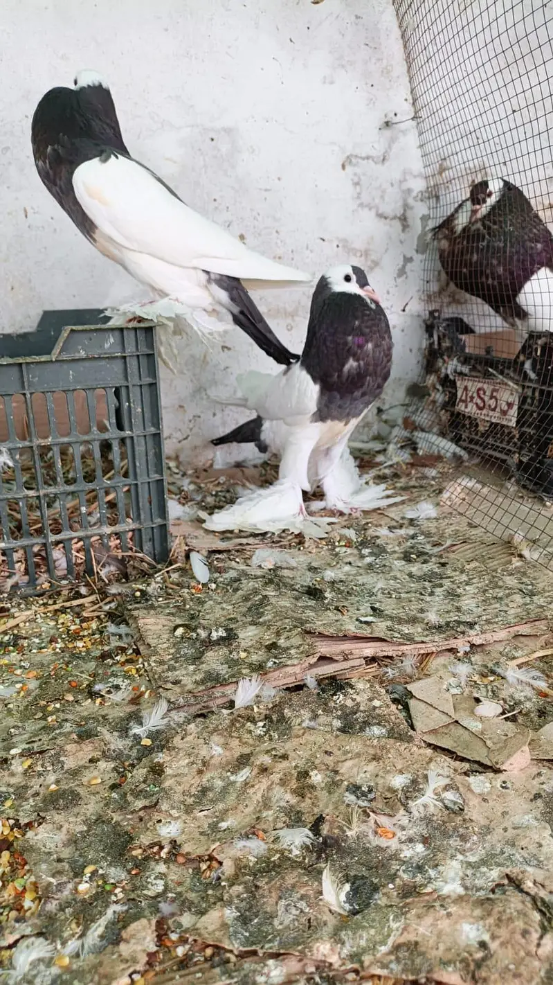 Magpie pouter — photo 2