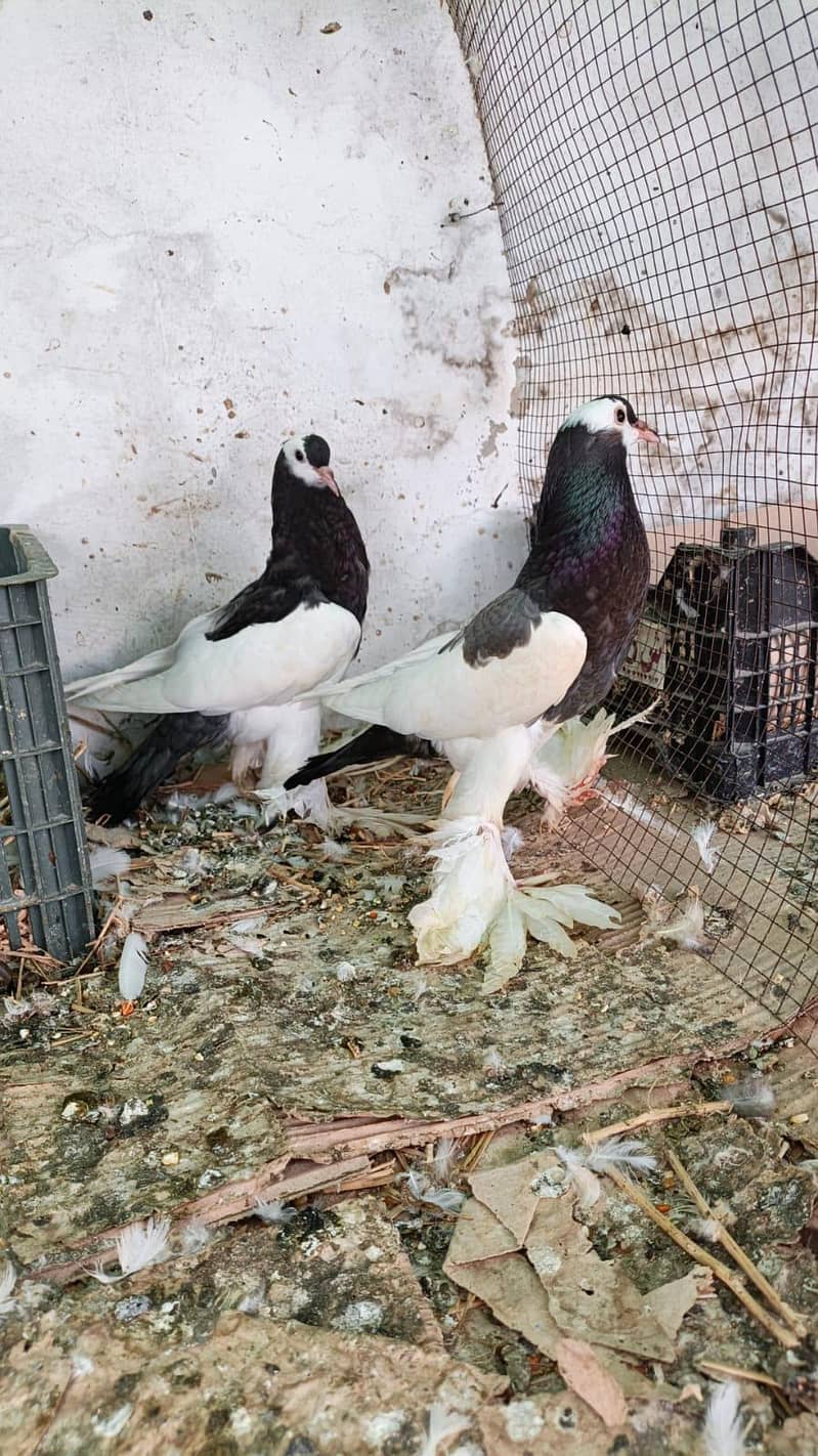 Magpie pouter 2