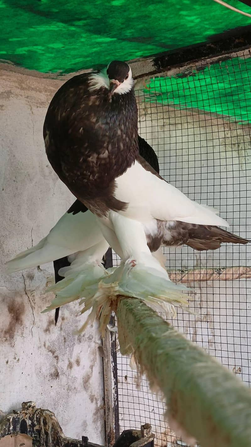 Magpie pouter 3