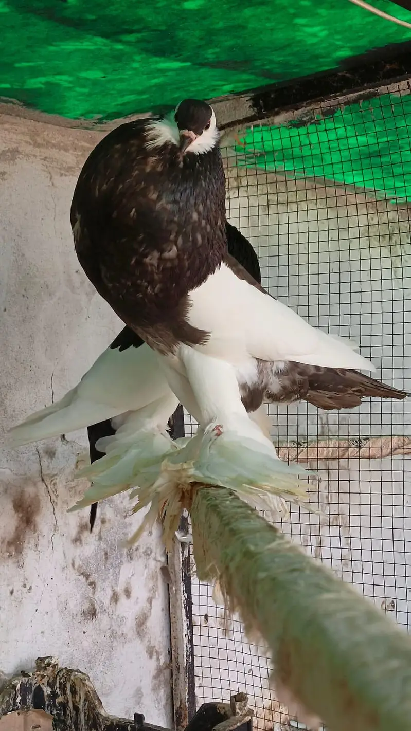 Magpie pouter — photo 4