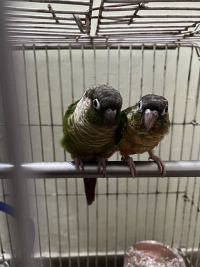 Healthy Pair of Green Cheek Conure Parrots for Sale