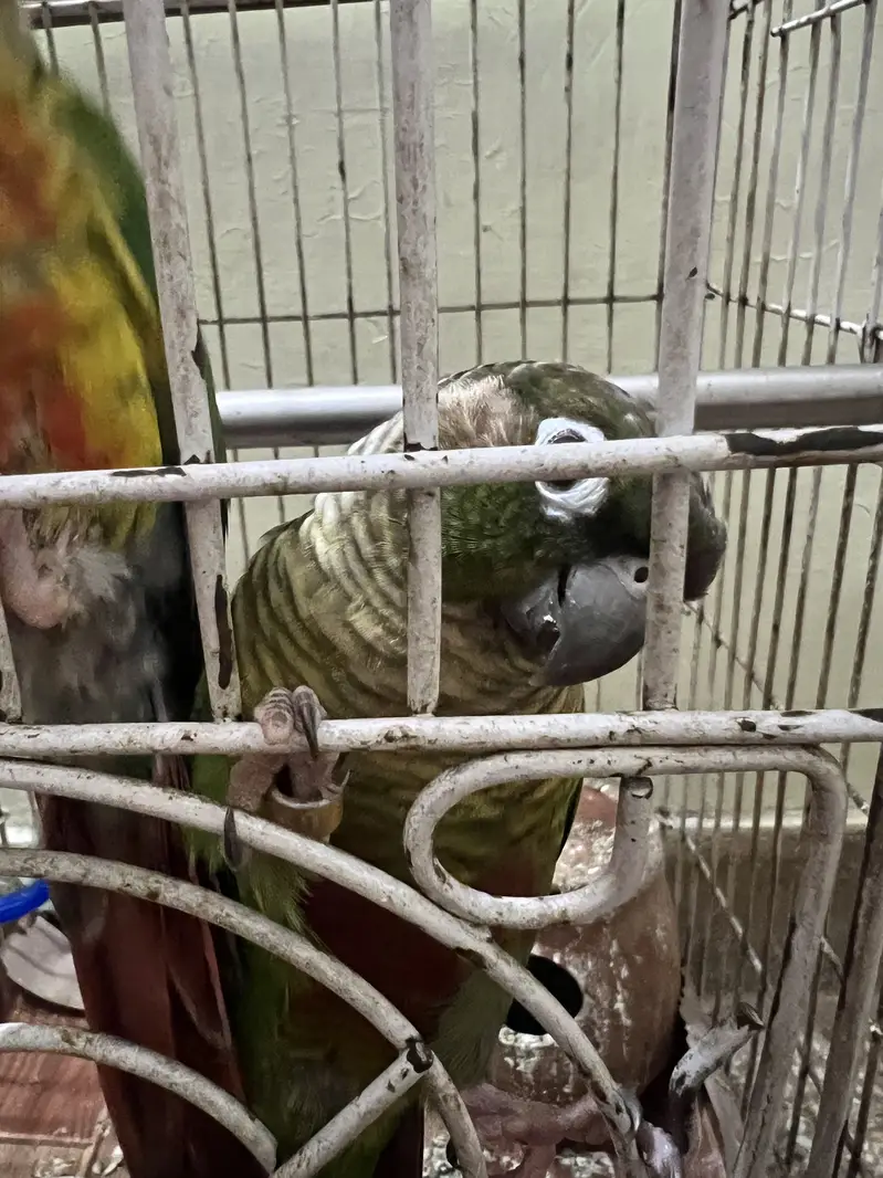Healthy Pair of Green Cheek Conure Parrots for Sale — photo 2
