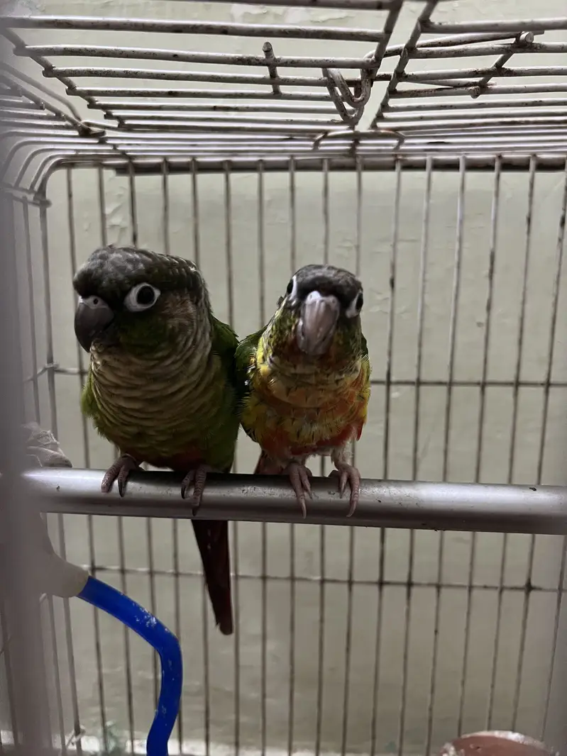 Healthy Pair of Green Cheek Conure Parrots for Sale — photo 3