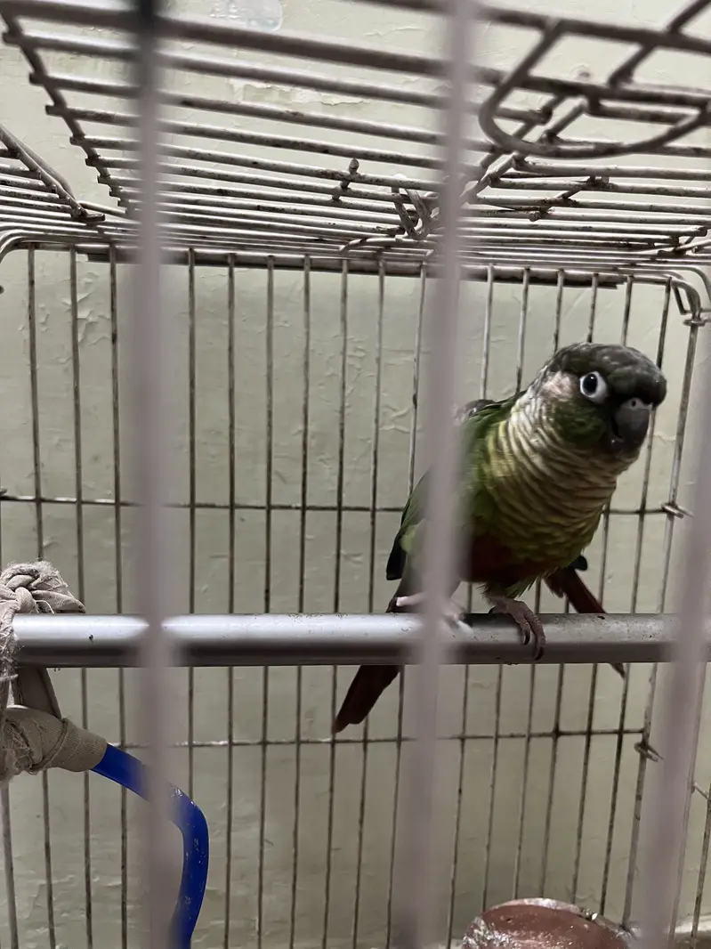 Healthy Pair of Green Cheek Conure Parrots for Sale — photo 4