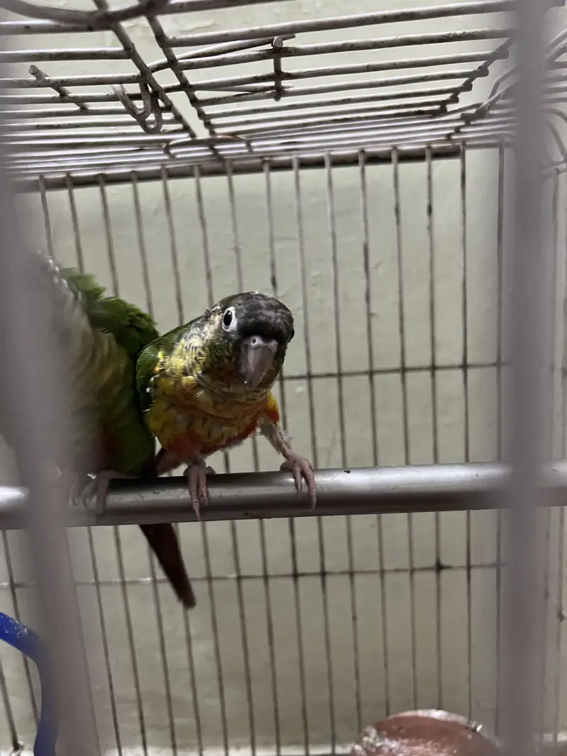 Healthy Pair of Green Cheek Conure Parrots for Sale — photo 5