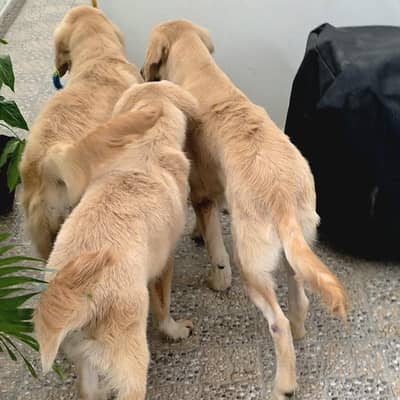 Premium Quality Golden Retriever Puppies for Sale