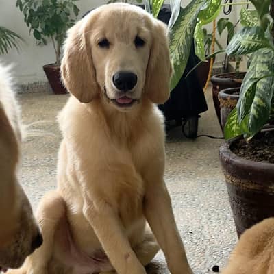 Pure Home-Raised Golden Retriever Puppies | Parents Available