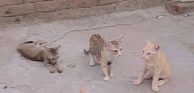 Cute small Cats for Caring Home Lahore