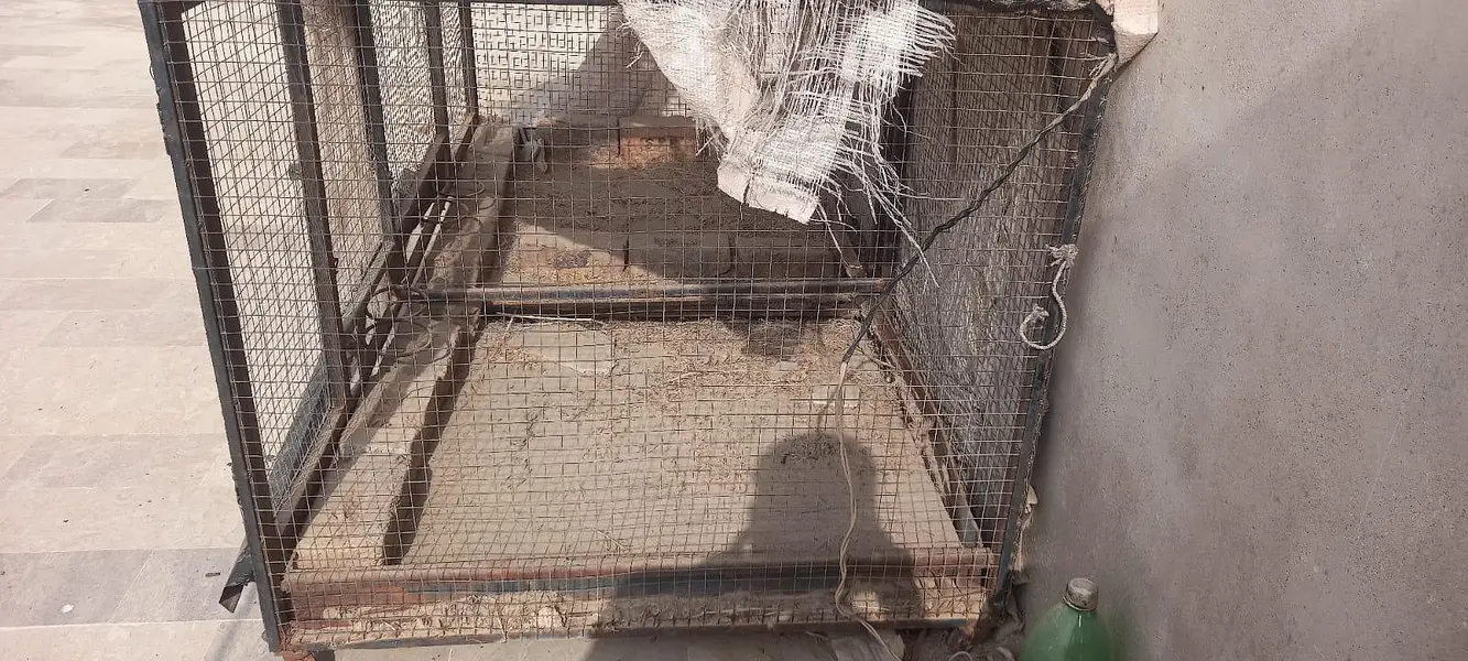 Cage for Hen — photo 2