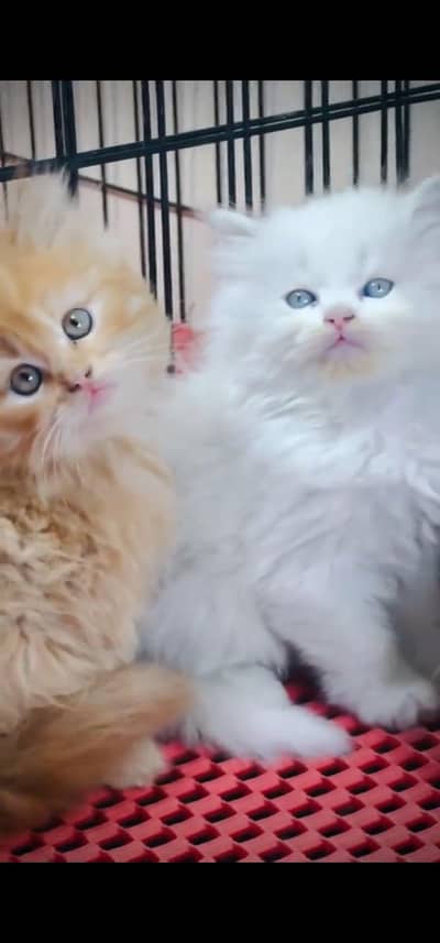 Quality Persian Punch face cat & kittens 03495425573 WhatsApp